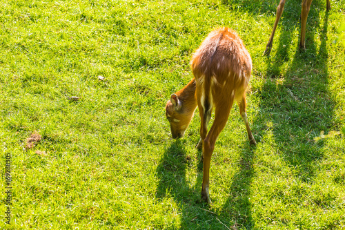 Roe deer eating fresh grass on the meadow, top view. Wildlife, animals, zoo and mammals concept photo