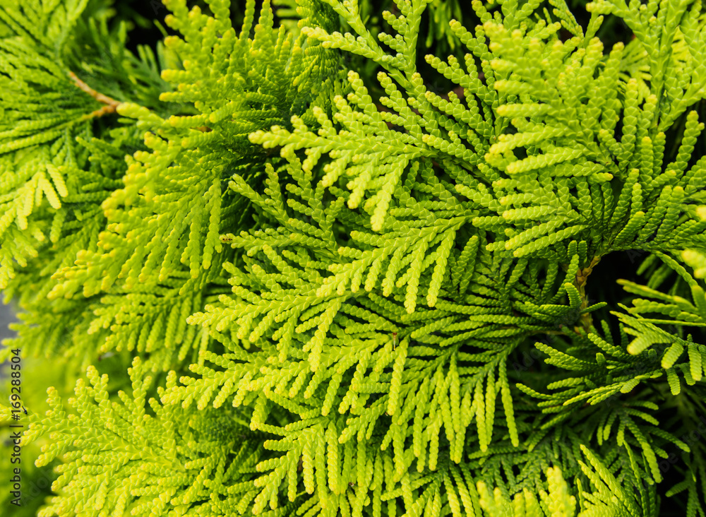 Fototapeta premium closed up Thuja orientalis Endl. in the park