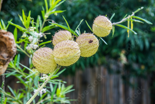 Swan plant with natural background photo