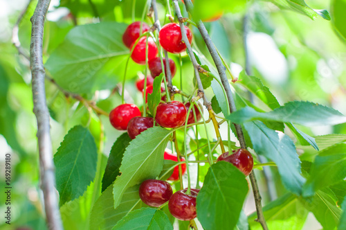 Red cherry on a branch with green leaves