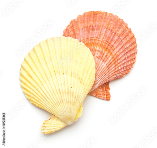 clam mollusc shells isolated on white