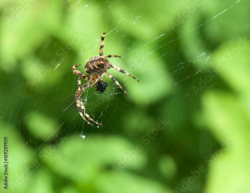 Spider2