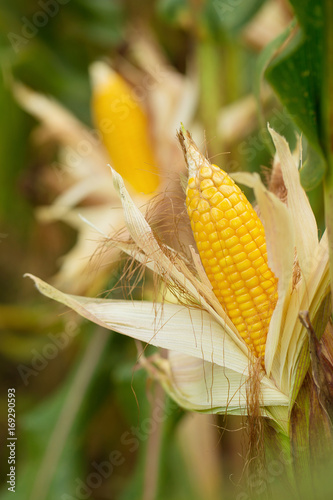 Agricultural Green corn field on hill with blue sky