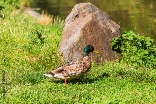 Wild duck on the grass photo