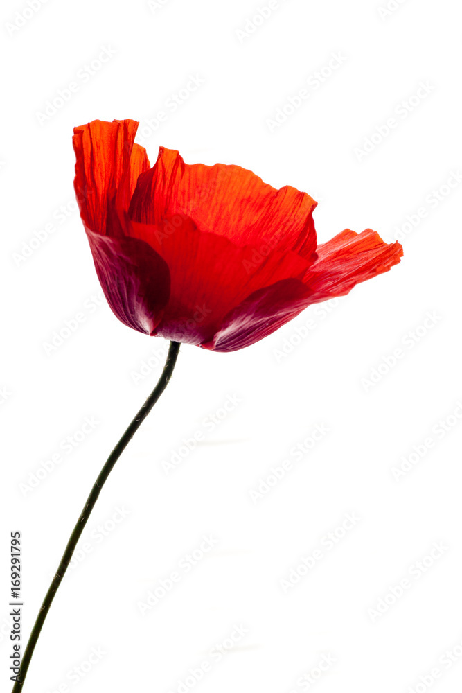 wonderful isolated red poppy flower, white background. studio shot, closeup