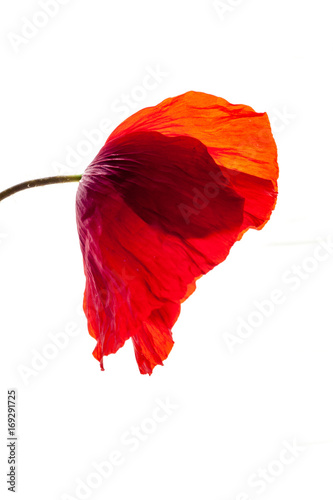 old wonderful isolated red poppy flower, white background. studio shot, closeup