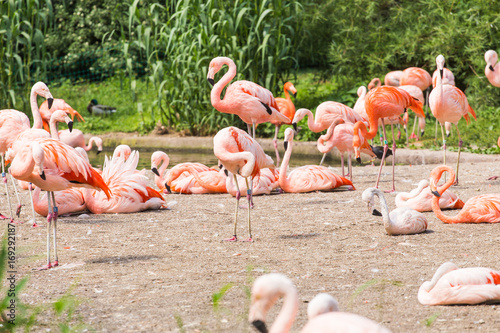 Flock of Greater Flamingo  Nice pink big bird  animal in the nature habitat