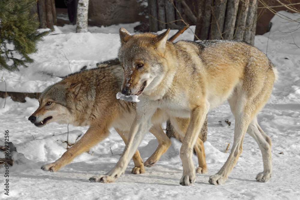 Fototapeta premium Grey wolves (Canis lupus). Couple in winter