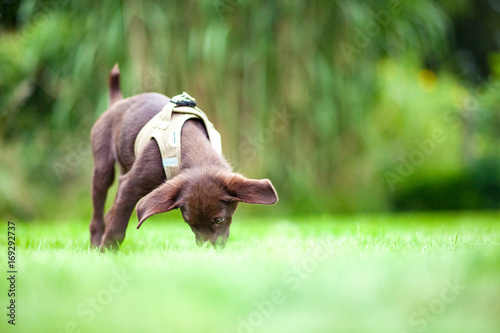 Brauner Welpe in Mesh-Geschirr frisst im Gras - Brown puppy in mesh harness eats in the grass photo