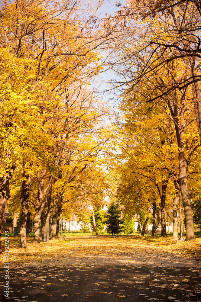 Park covered in fallen leaves, autumn scene