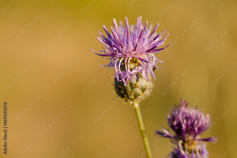 Thistle Flower in bloom in the field Thistle Flower in bloom in the field