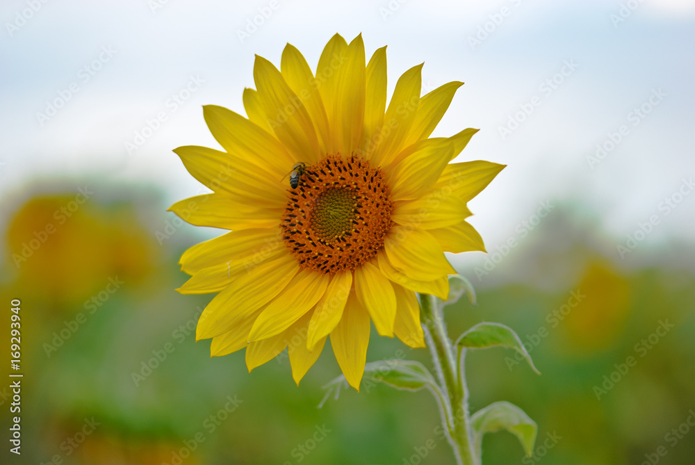 Fototapeta premium Bee on blossom sunflower gathering neсtar