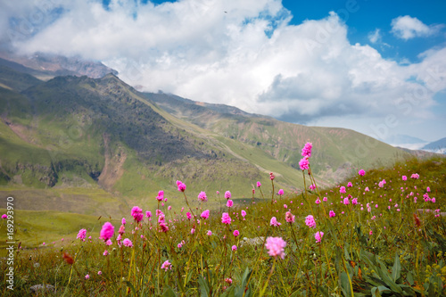 Fototapeta Naklejka Na Ścianę i Meble -  Mountain landscape, flowers on a background of mountains and blue sky