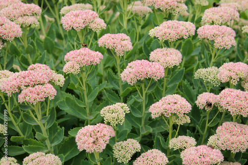 Showy stonecrop flowers (Sedum spectabile or Hylotelephium spectabile) on flowerbed