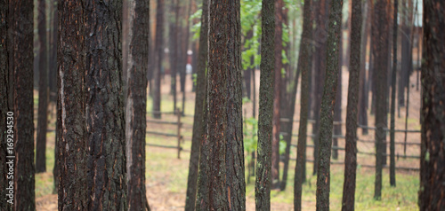 The trees in the forest