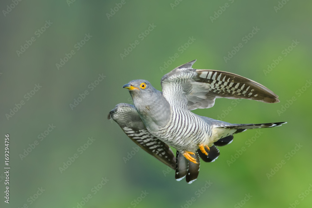 Fototapeta premium On the fly spring/Common Cuckoo