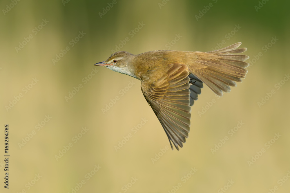 Fototapeta premium On the fly spring/Great Reed-Warbler 