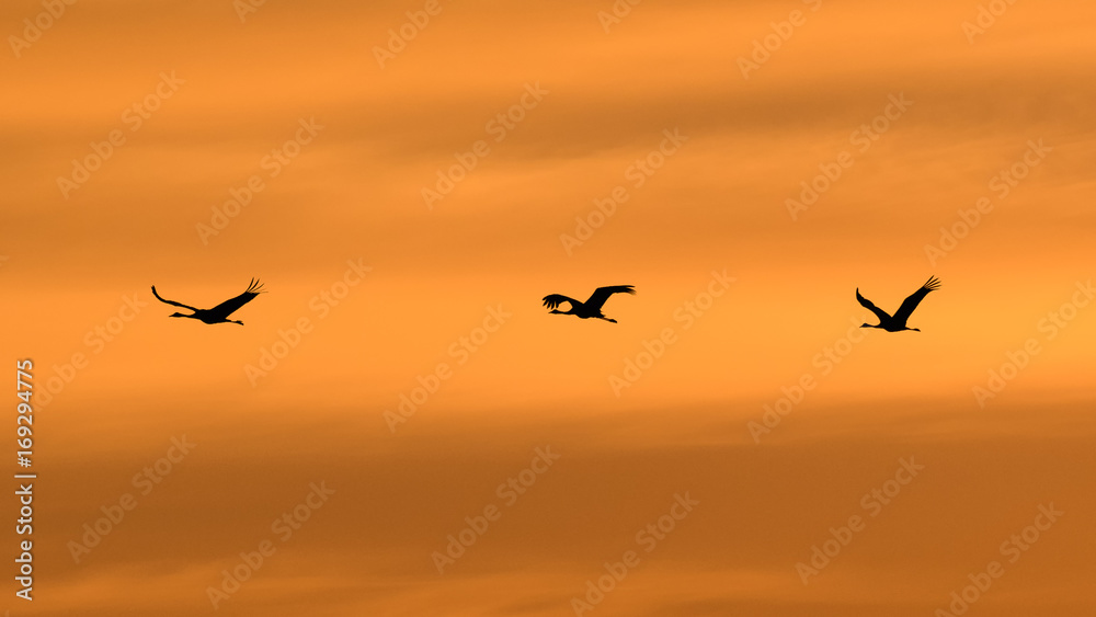 Fototapeta premium Earlier in the morning in the orange summer sky/Common Crane
