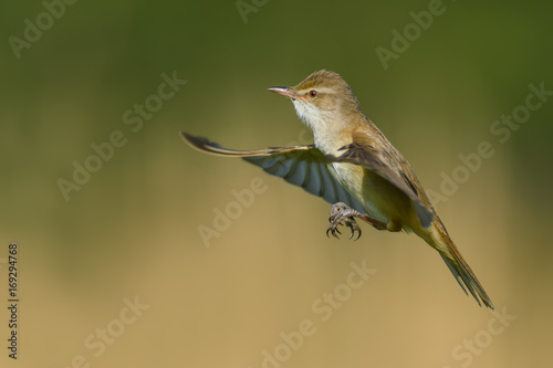 On the fly spring/Great Reed-Warbler 