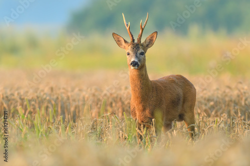 On the meadow/Roe Deer