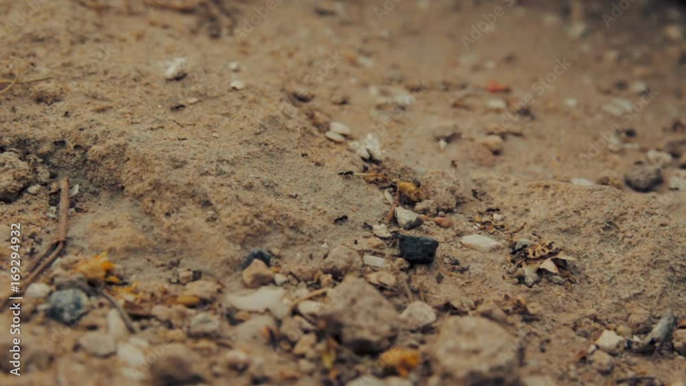 Cinemagraph of closeup shot of a group of black ants walking on dirt Cinemagraph of closeup shot of a group of black ants walking on dirt