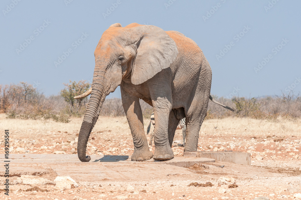 Fototapeta premium African elephant, Loxodonta africana, covered with red sand