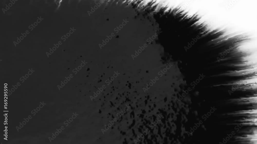 Black ink drop splatters on white paper. Expanding ink bleeds bloom on white background