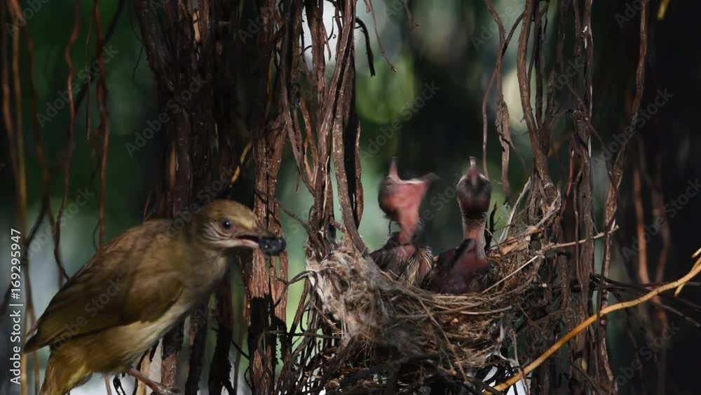 Bird (Streak-eared bulbul, Pycnonotus blanfordi) brown color perched in bird nest with baby bird on a tree in the garden
