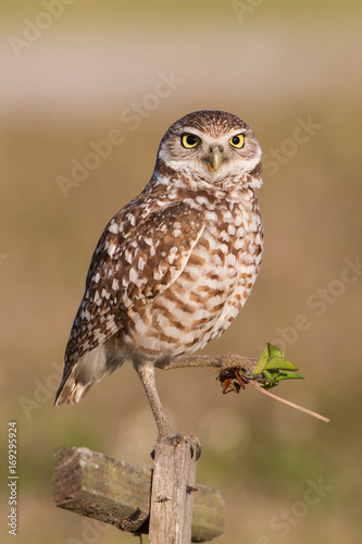 Burrowing owl with prey watching at camera (Athene cunicularia), Cape Coral, Florida