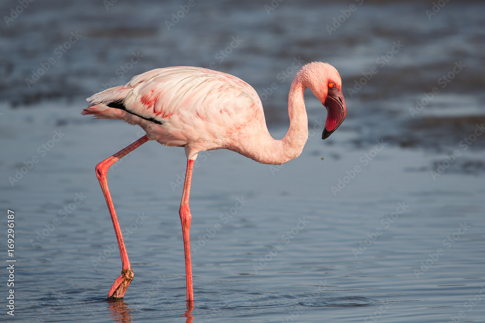 Obraz premium Lesser flamingo (Phoeniconaias minor), Walvis bay, Namibia
