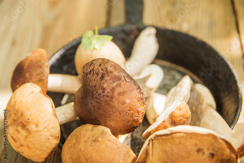 Freshly harvested mushrooms in the forest photo