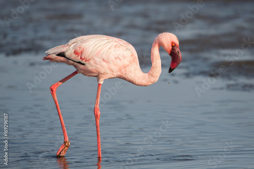 Canvas Print Lesser flamingo (Phoeniconaias minor), Walvis bay, Namibia
