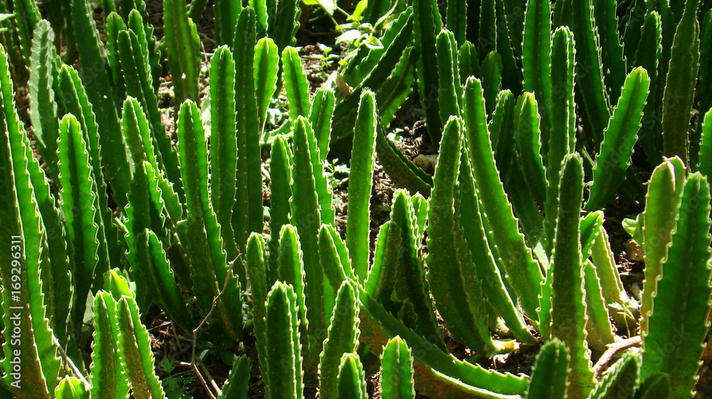 Cactus Cactus