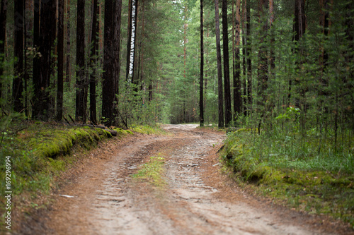 Forest road photo