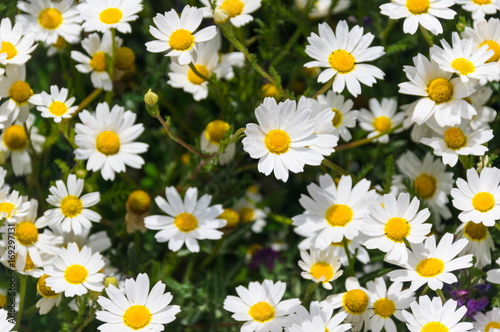 La Gomera Margeriten im Nationalpark Garajonay