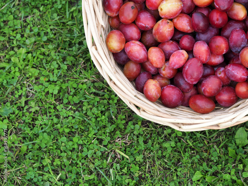 Autumn still life with plums. Wicker basket with collected ripe fresh organic plums on a background of green grass and clover. Top view Autumn still life with plums. Wicker basket with collected ripe fresh organic plums on a background of green grass and clover. Top view