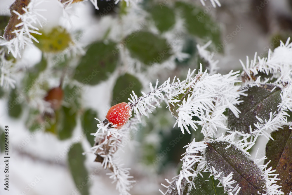 Plant in frost,winter background,beautiful nature Plant in frost,winter background,beautiful nature