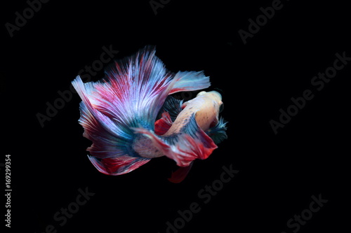 yellow fighting fish on a black background.