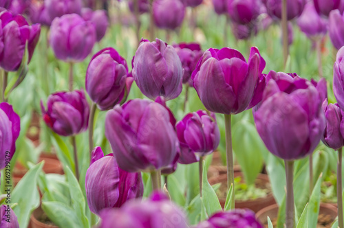 Tulips flower closeup  © carl