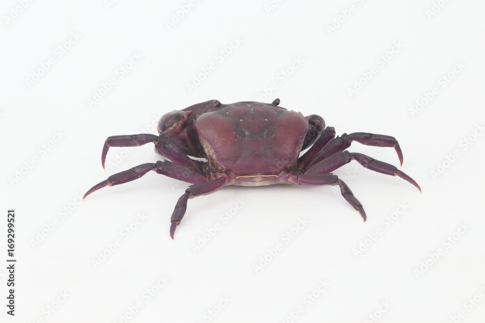 Crabs on a white background.