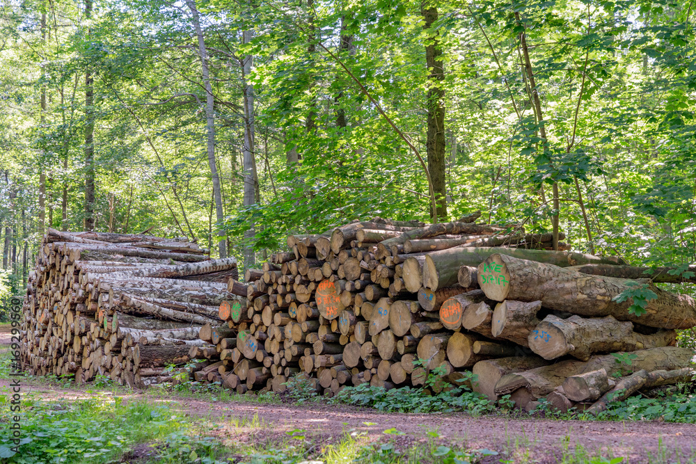 Holzstapel am Waldweg 