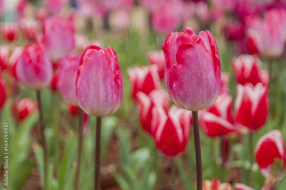 Fototapeta premium Tulips flower closeup 