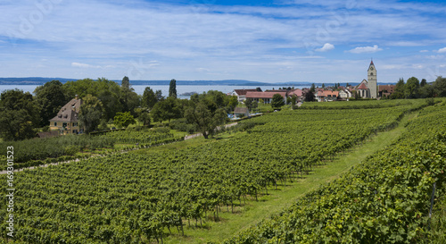 The village Hagnau at Lake Constance with vineyards in the foreground - Hagnau  Lake Constance  Baden-Wuerttemberg  Germany  Europe