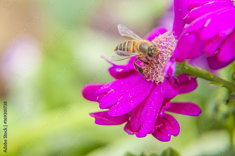 Cineraria flower and bee closeup background and texture Cineraria flower and bee closeup background and texture