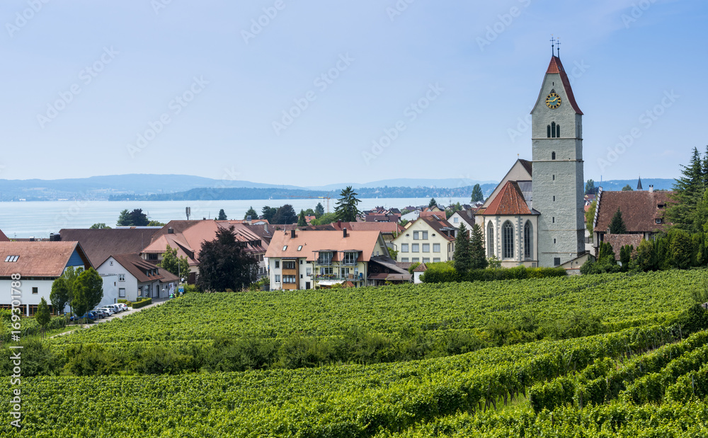 Catholic Church St. Johann Baptist in Hagnau at Lake Constance with vitaceous in the foreground - Hagnau, Lake Constance, Baden-Wuerttemberg, Germany, Europe