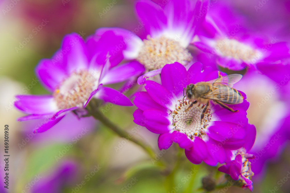 Cineraria flower and bee closeup background and texture Cineraria flower and bee closeup background and texture