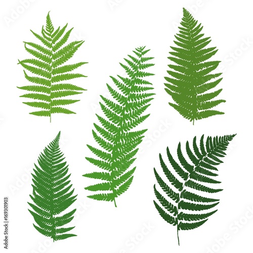 A set of silhouettes of ferns. Vector illustration.