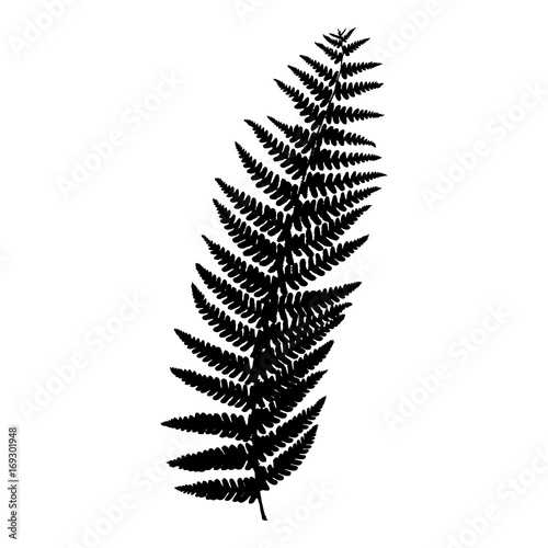 Fern frond black silhouette on white background. Vector.