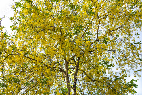 Golden Shower flower on tree.