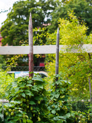 Hops growing on wooden spike